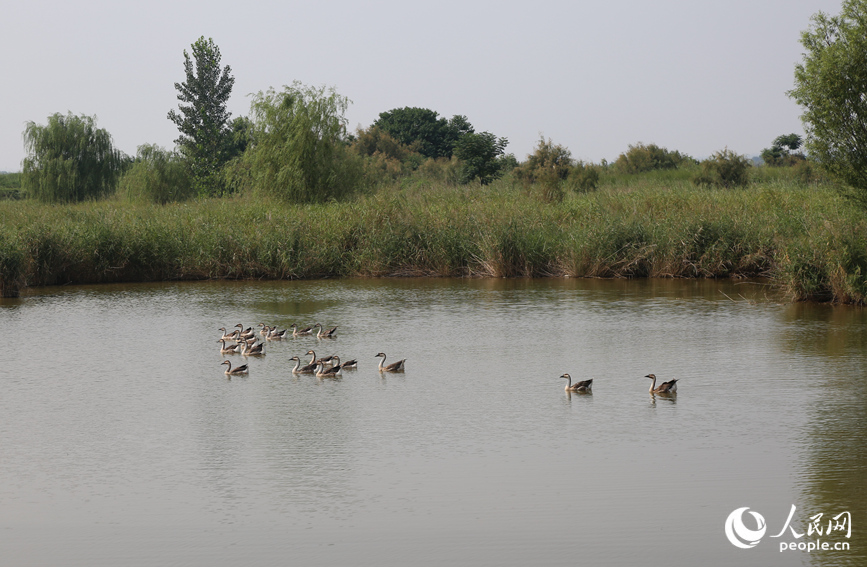 国家二级保护动物鸿雁栖息在孟津黄河湿地国家级自然保护区。人民网 于思远摄