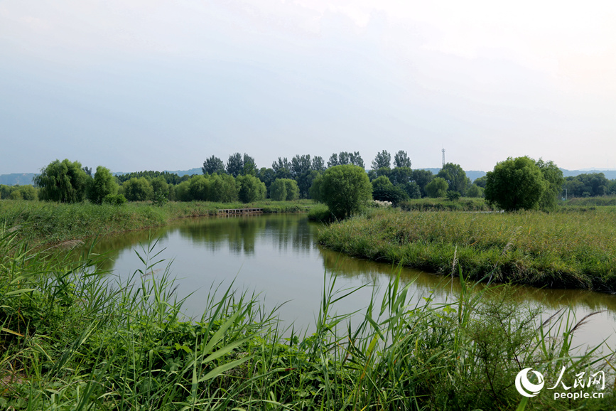 孟津黄河湿地国家级自然保护区生态环境良好。人民网 于思远摄 
