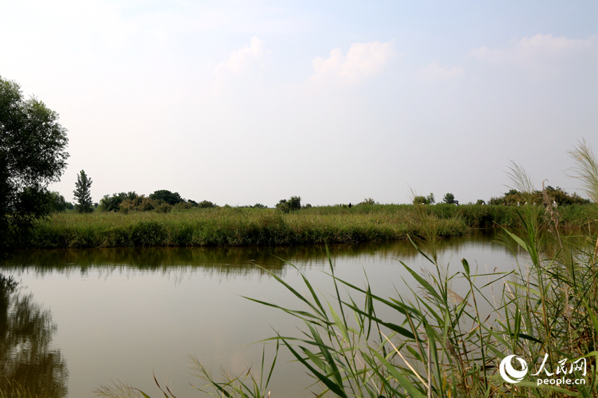 孟津黄河湿地国家级自然保护区生态环境良好。人民网 于思远摄