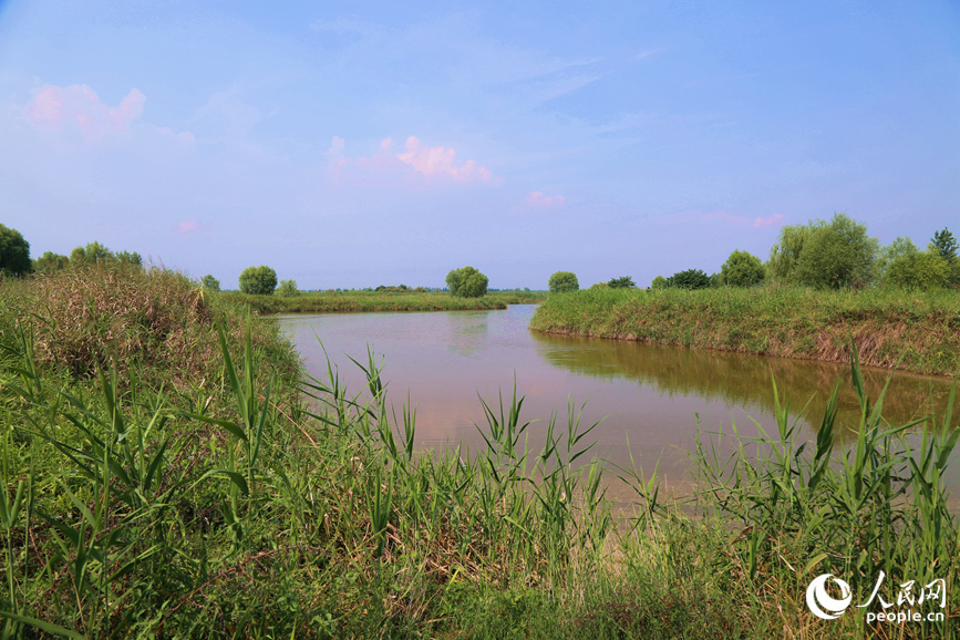 孟津黄河湿地国家级自然保护区生态环境良好。人民网 于思远摄