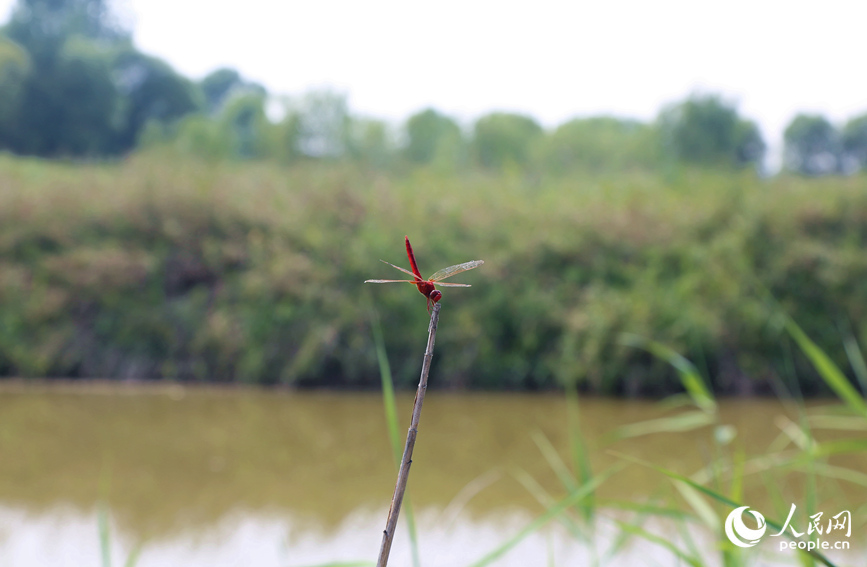 一只红蜻蜓在树枝上“驻足”。人民网 于思远摄
