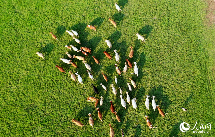 牛羊成群。人民网记者 王玉兴摄