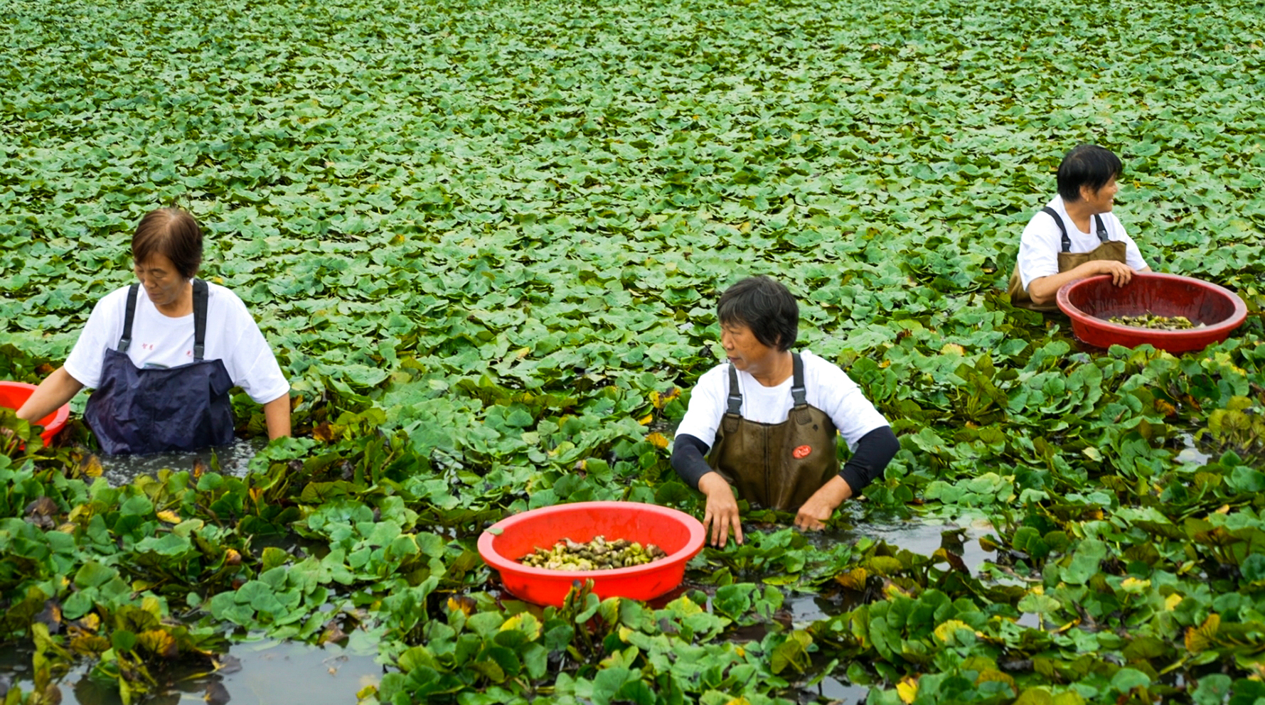 村民在采摘菱角，一幅丰收画卷。 梅曙贤摄