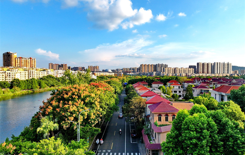 江西赣州南康区：栾树花开 城市景美