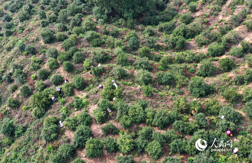 观音山油茶基地。 人民网记者 王玉兴摄