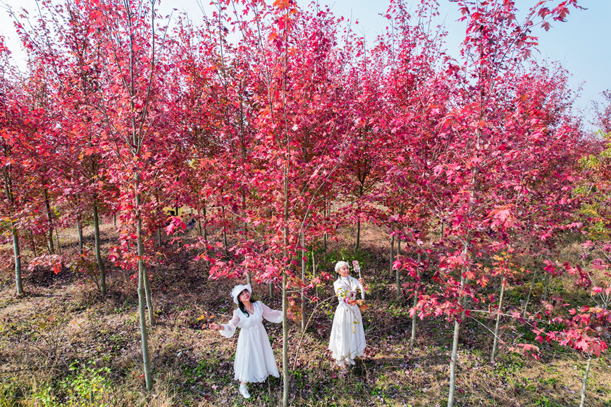 信陽光山縣：楓葉紅了 “楓”景正好