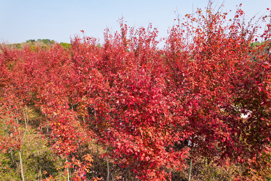 信陽光山縣：楓葉紅了 “楓”景正好