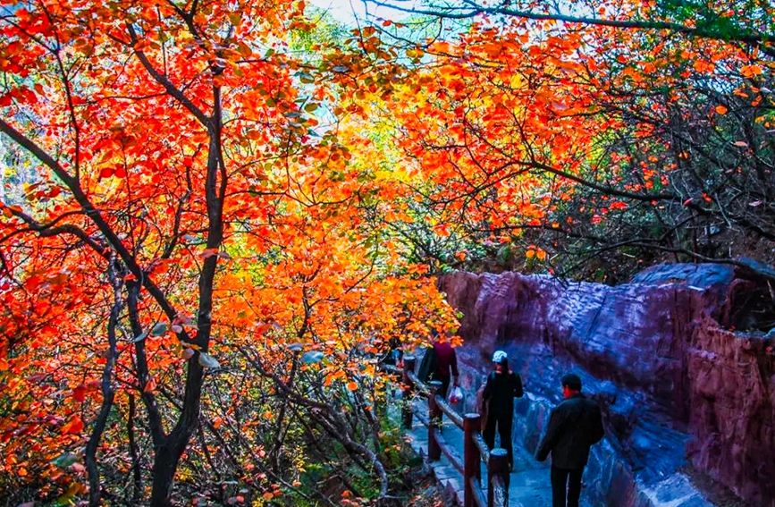 红叶醉人。云台山景区供图