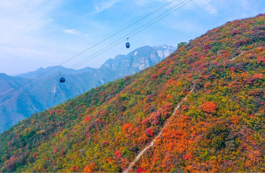 秋色醉人。云台山景区供图