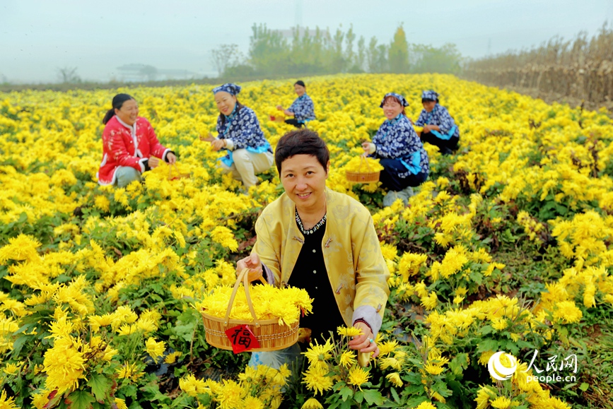 采摘金丝皇菊。人民网 程明辉摄