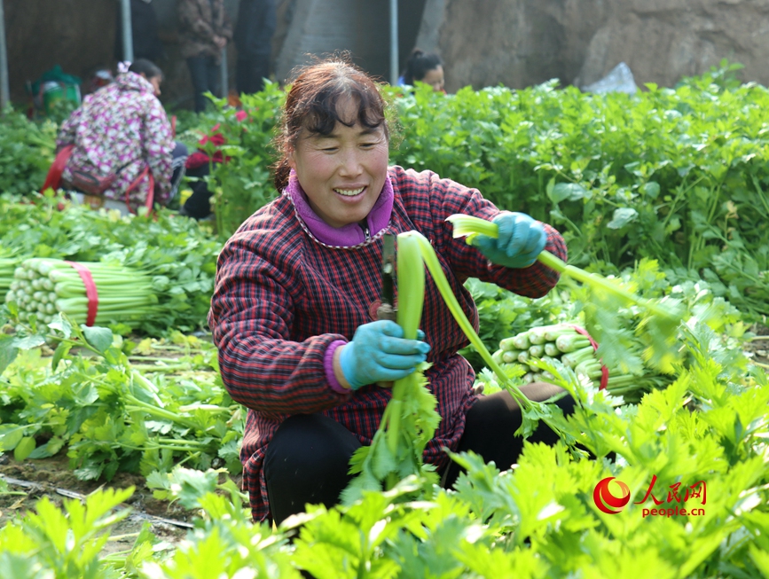 河南省安陽市內黃縣馬上鄉溫棚內，村民正忙著採收芹菜。人民網 辛靜攝