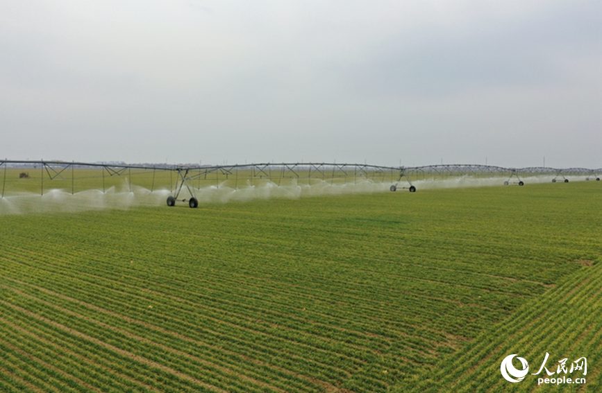 2月19日，河南浚县王庄镇高标准农田内，大型智能喷灌设备正在高效作业。人民网记者 王玉兴摄