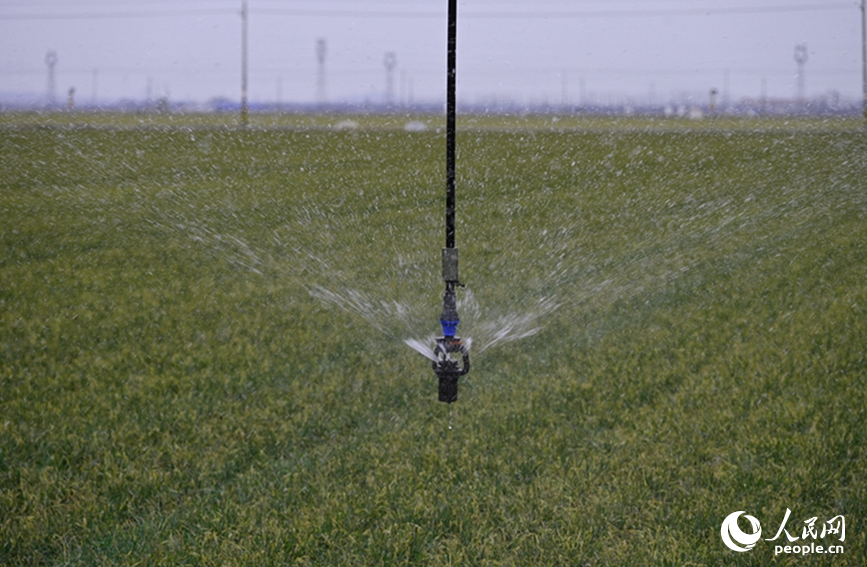 智能喷灌高效节水。人民网记者 王玉兴摄