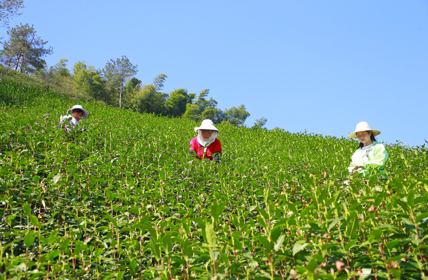 茶农忙着采摘新茶。人民网 霍亚平摄