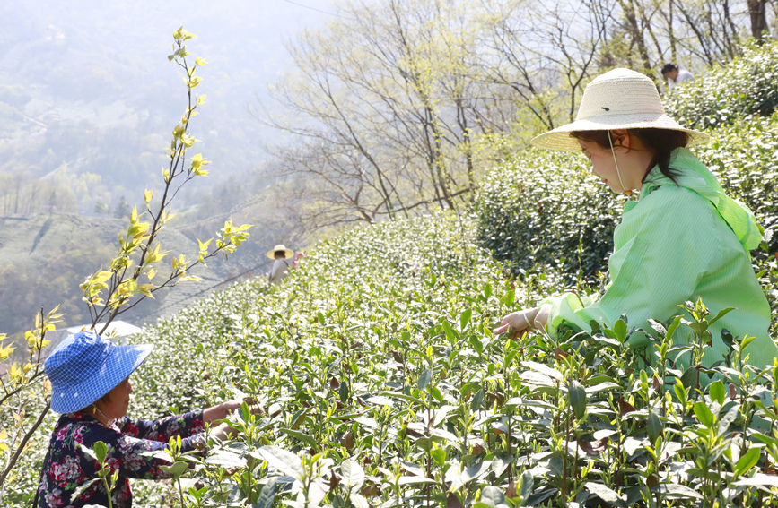 茶农忙着采摘新茶。人民网 霍亚平摄