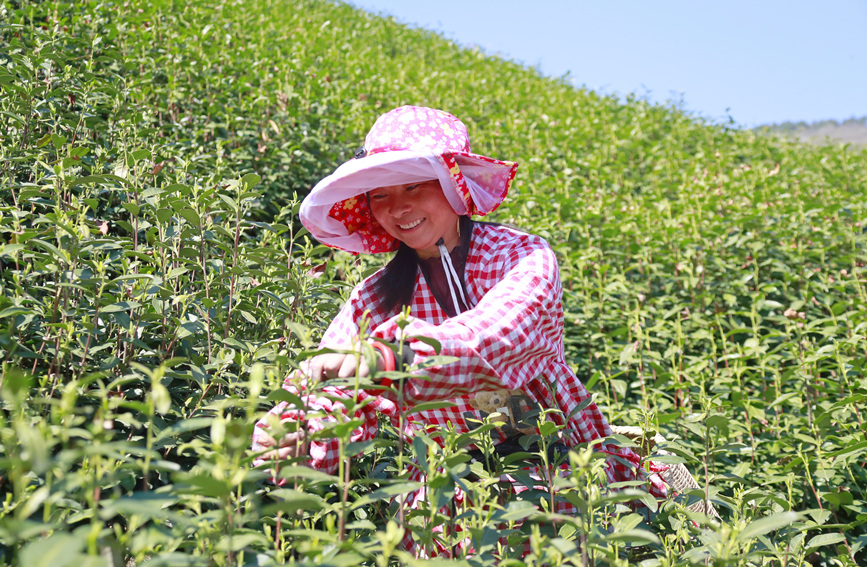 茶农忙着采摘新茶。人民网 霍亚平摄