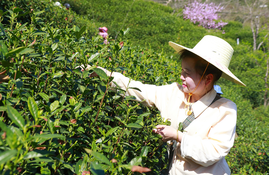 茶农忙着采摘新茶。人民网 霍亚平摄