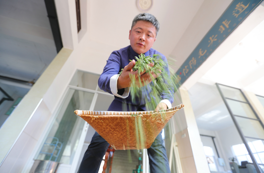 茶农周正祥忙着制作新茶。人民网 霍亚平摄