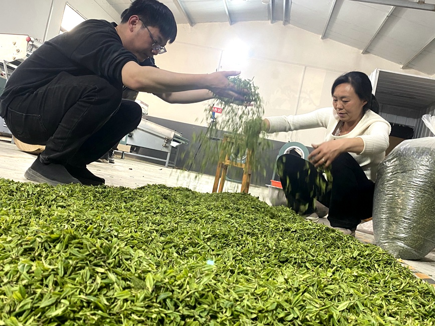 4月1日，唐河縣馬振撫鎮雨峰茶業有限公司制茶車間，工人正在對新採摘的鮮葉進行攤青。張旭攝 
