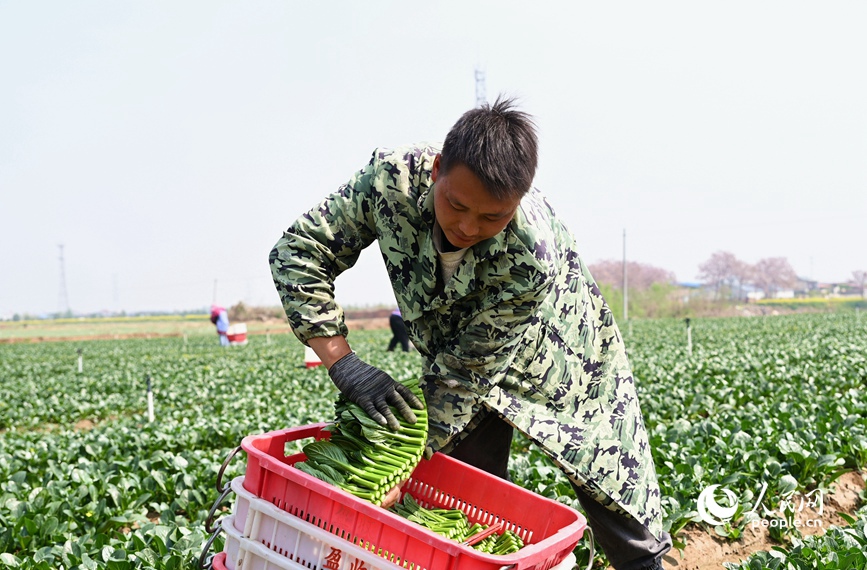 采收广东菜心。人民网记者 王玉兴摄 