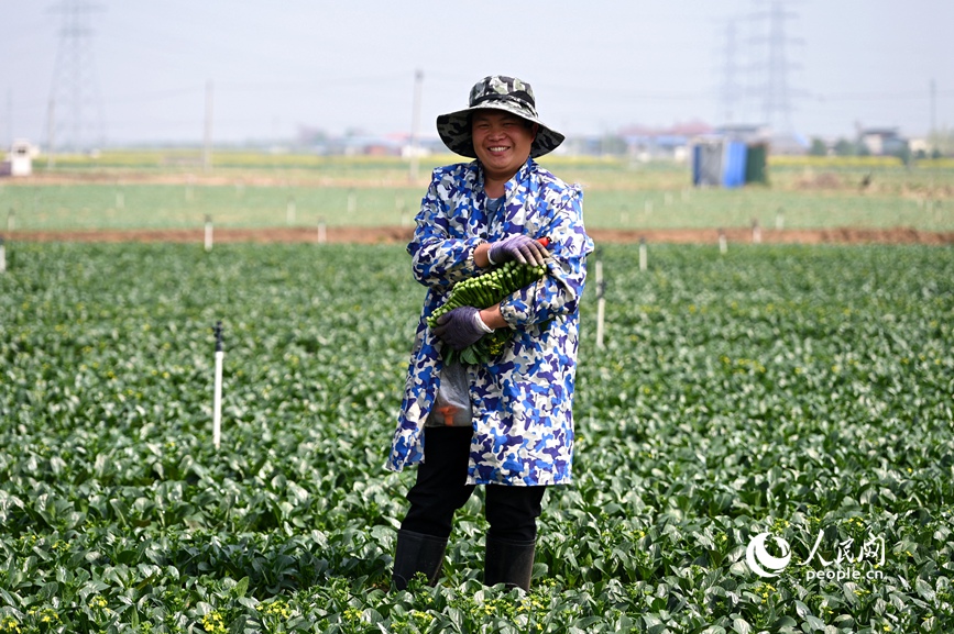 采收广东菜心。人民网记者 王玉兴摄