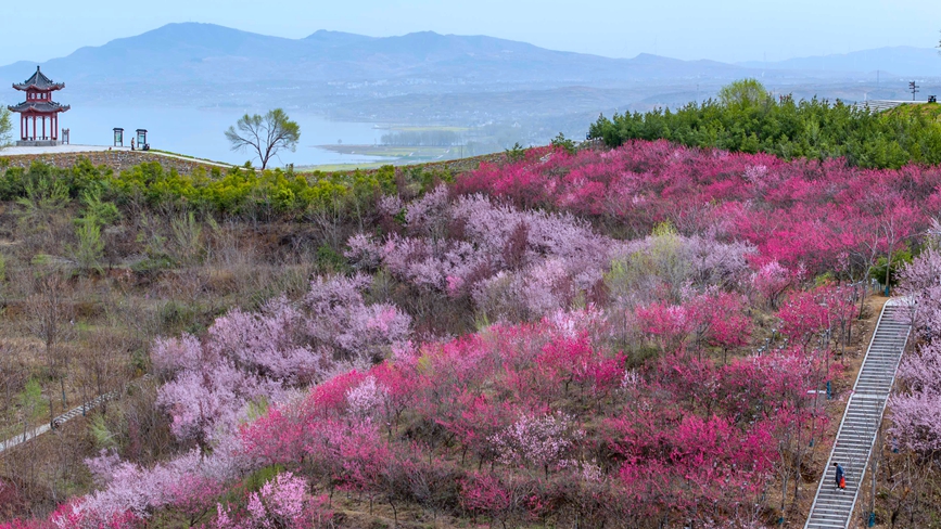 春季玉皇山花開滿山。嵩縣縣委宣傳部供圖