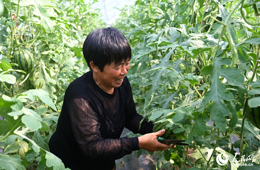 瓜农采摘西瓜。人民网记者 王玉兴摄