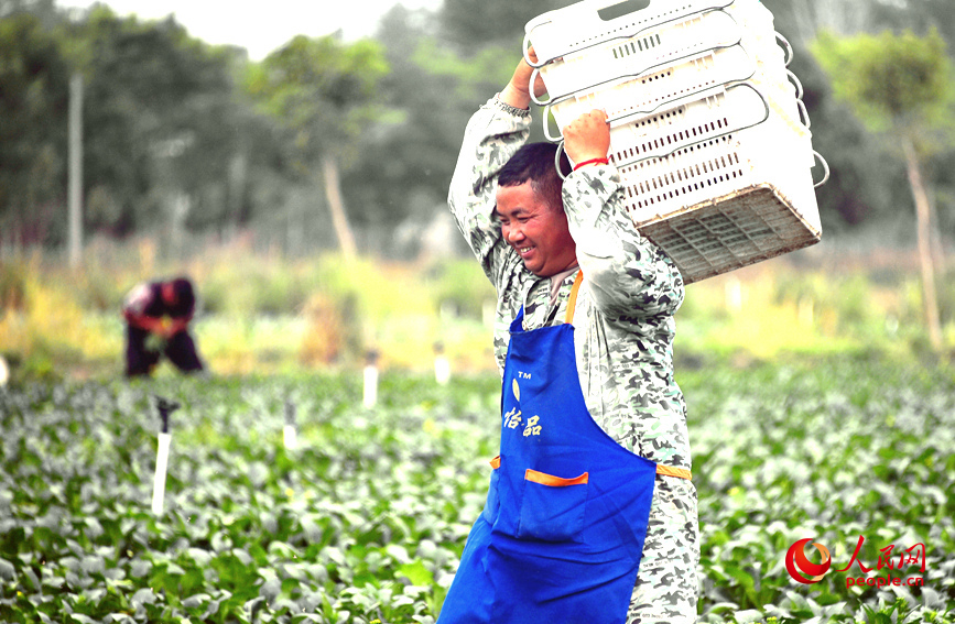 菜农们在基地采摘分拣蔬菜。人民网 记者肖懿木摄