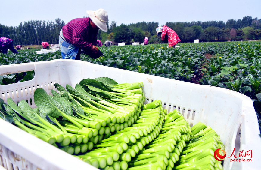 菜农们在基地采摘分拣蔬菜。人民网 记者肖懿木摄