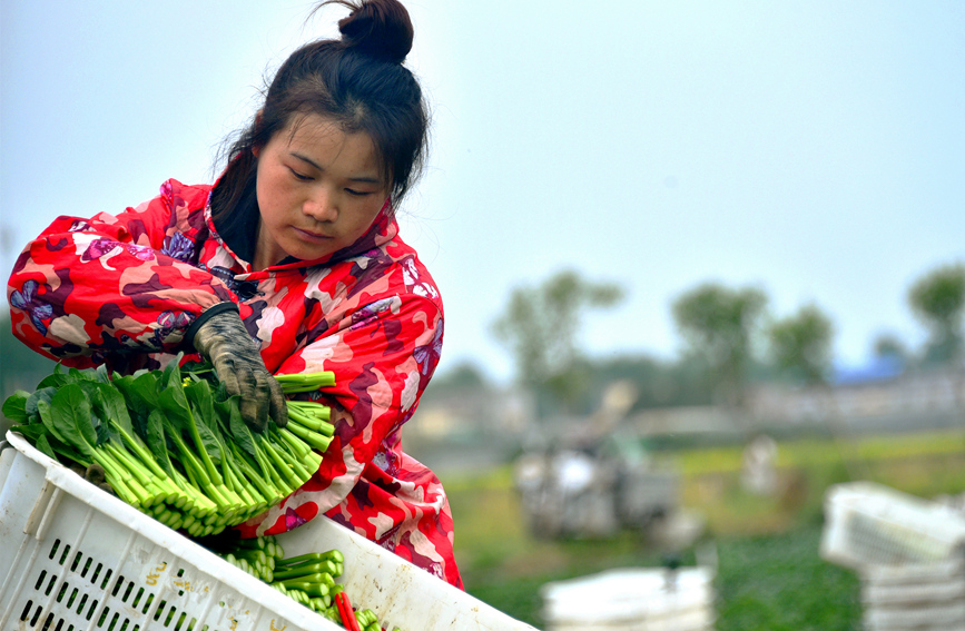 菜农们在基地采摘分拣蔬菜。申鸿皓摄