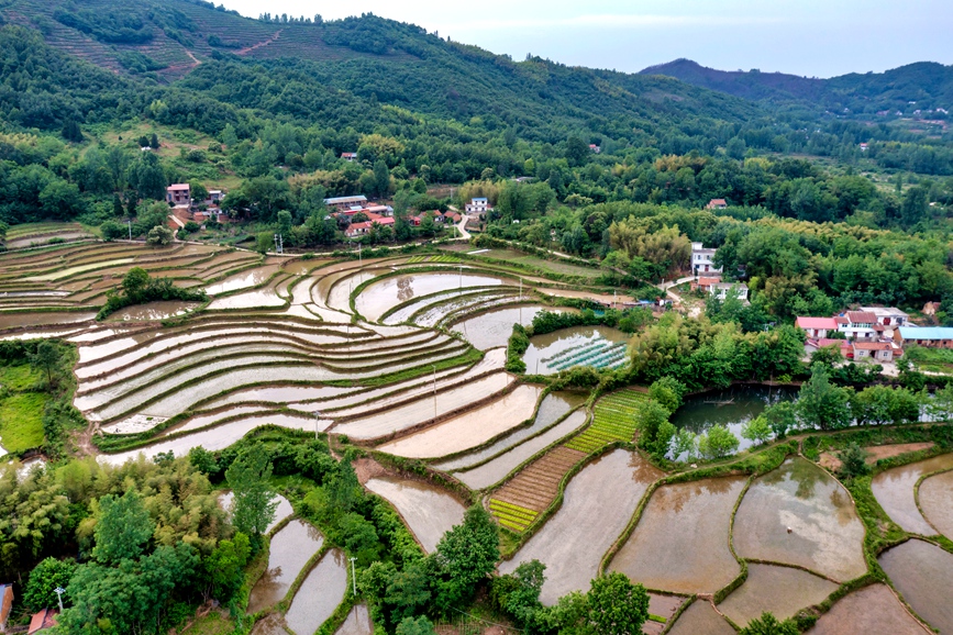 蓄水充盈的梯田。周旭供图