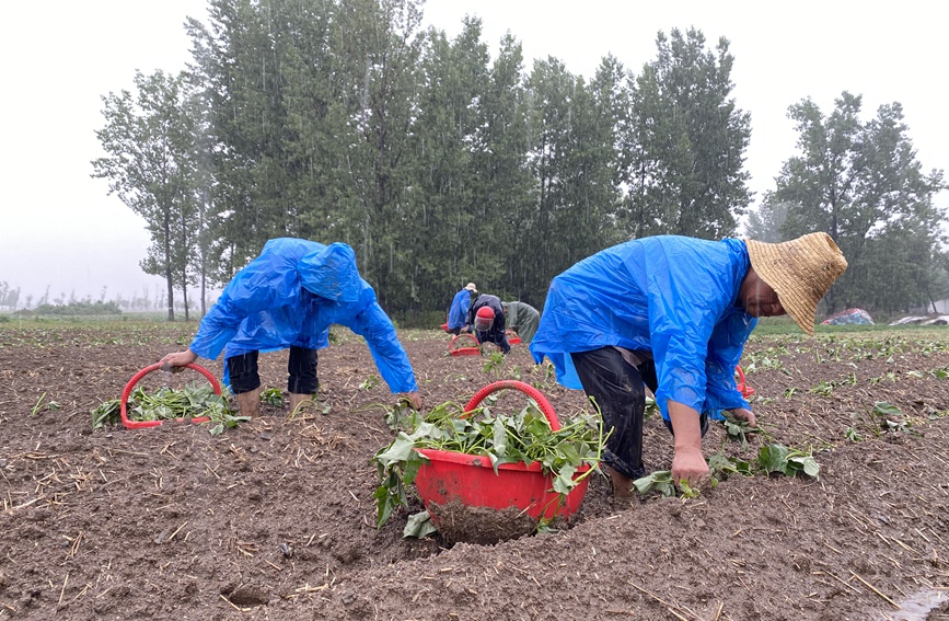 6月19日，在河南省唐河縣桐寨鋪鎮東張營村一處農田，農戶正在移栽紅薯秧苗。 張旭攝 