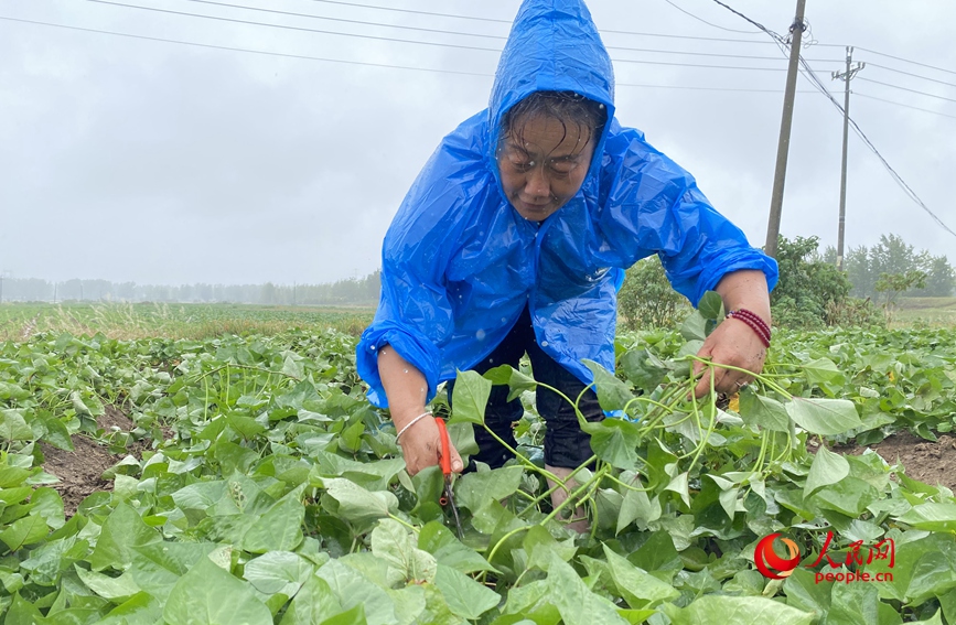 6月19日，在河南省唐河縣桐寨鋪鎮唐崗村一處農田，農戶正在裁剪紅薯秧苗。 人民網記者 時岩攝