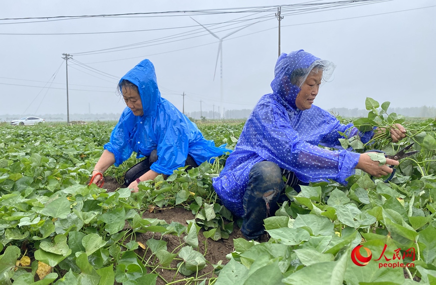 6月19日，在河南省唐河縣桐寨鋪鎮唐崗村一處農田，農戶正在裁剪紅薯秧苗。 人民網記者 時岩攝