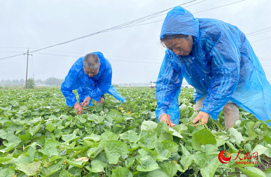 6月19日，在河南省唐河縣桐寨鋪鎮唐崗村一處農田，農戶正在裁剪紅薯秧苗。人民網記者 時岩攝 