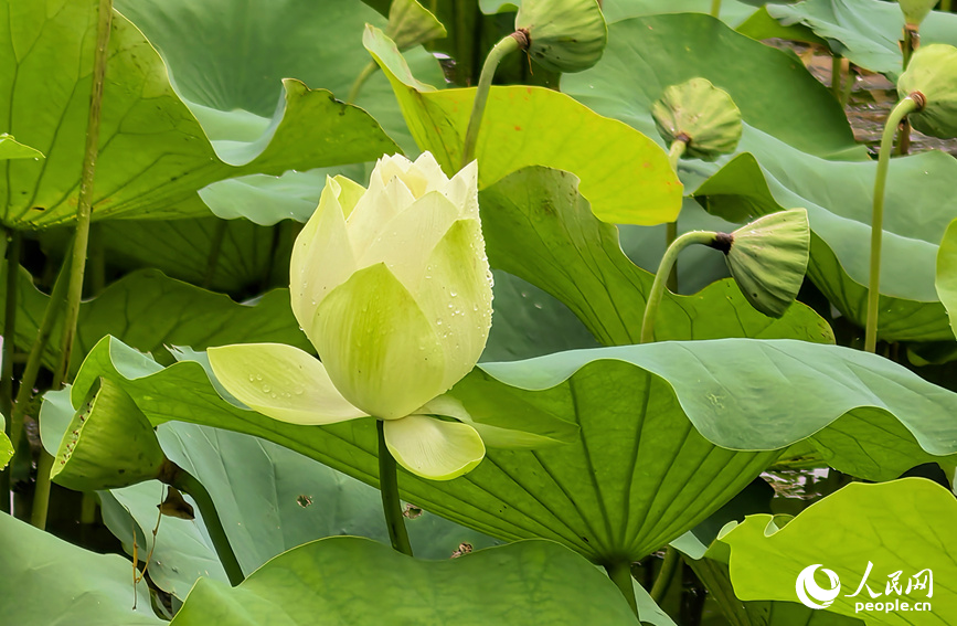 荷花凝珠。人民网 程明辉摄