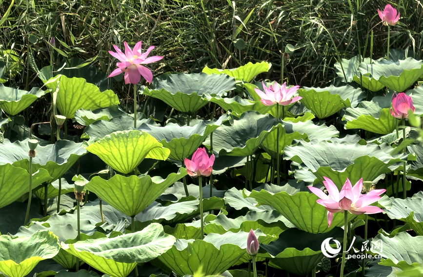 荷葉田田，粉荷競放，盡顯濕地生態之美。人民網 辛靜攝