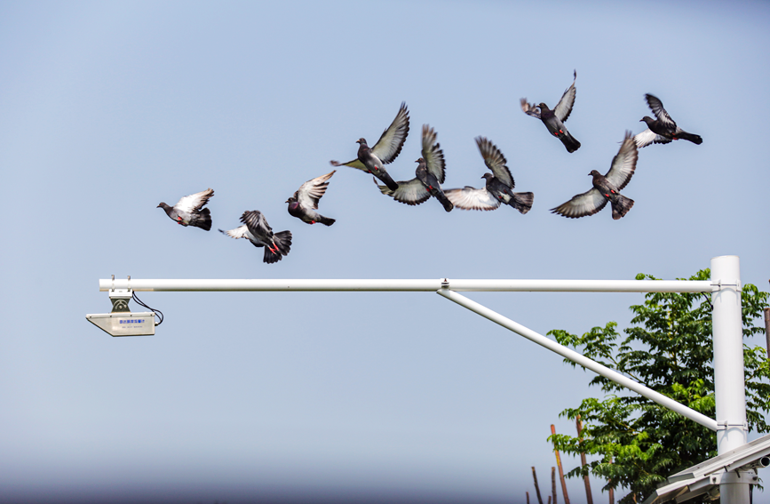 鳥兒掠過天際，為夏日濕地添一抹靈動生機。羅菲攝
