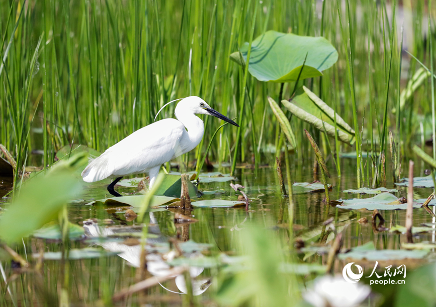 白鷺踱步水間。人民網 辛靜攝
