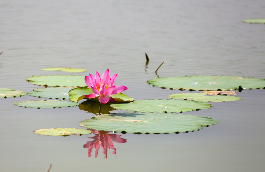 一朵荷花綻於碧葉間，倒影成雙，暈染夏日清韻。羅菲攝