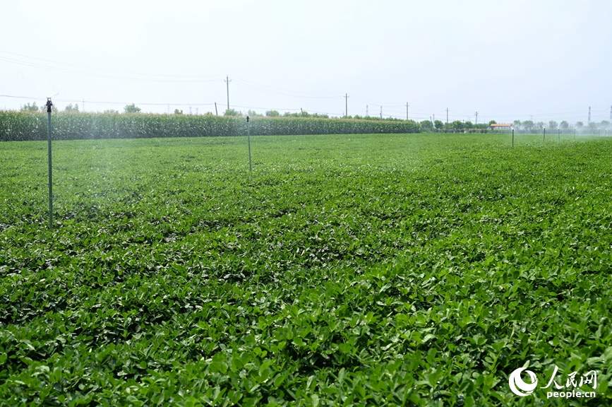 花生田智能化喷灌。人民网记者 王玉兴摄
