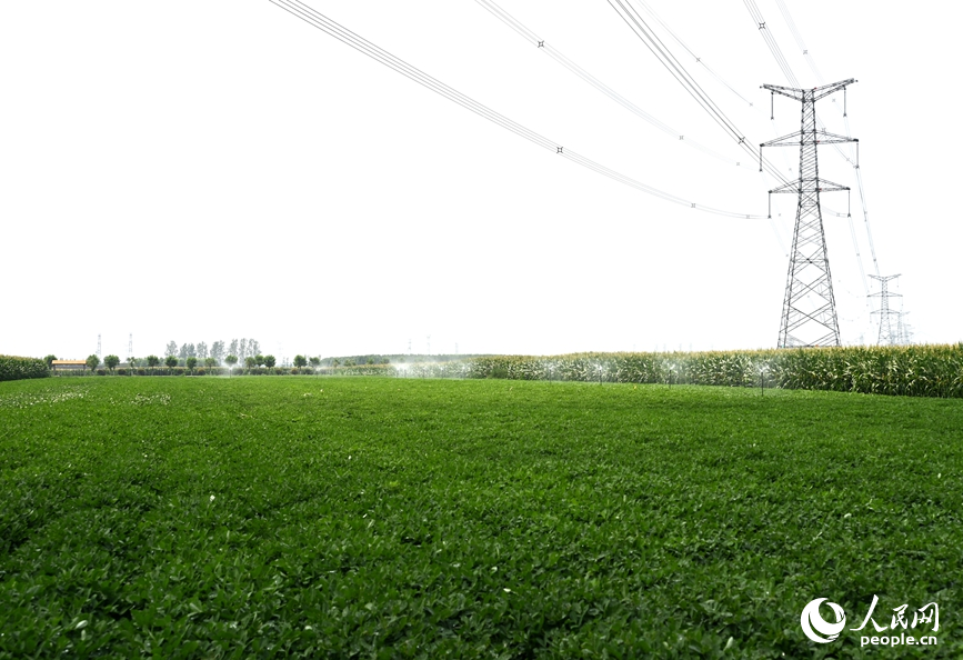 花生田智能化喷灌。人民网记者 王玉兴摄