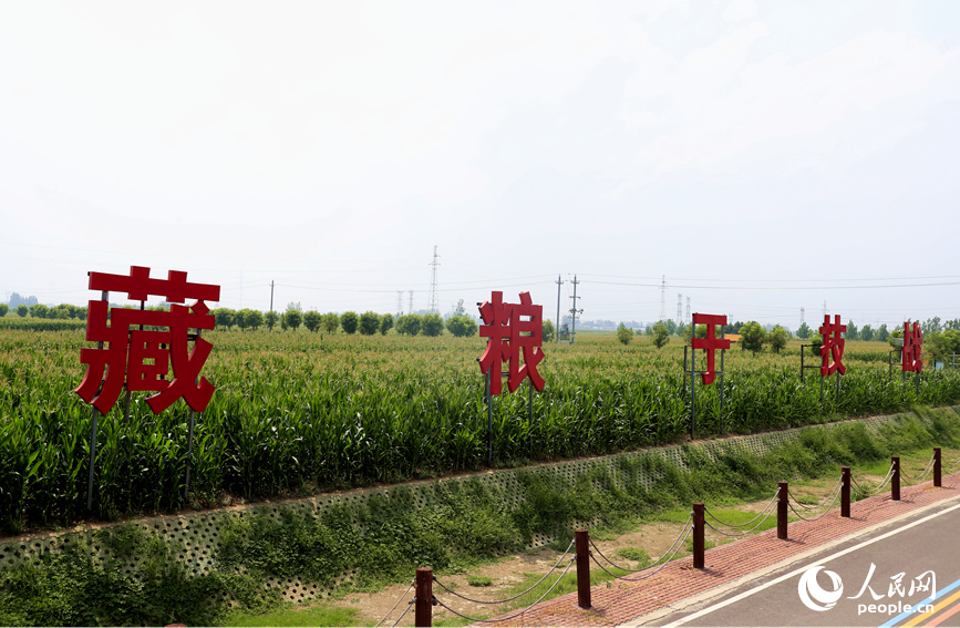 叶县高标准农田。人民网记者 慎志远摄