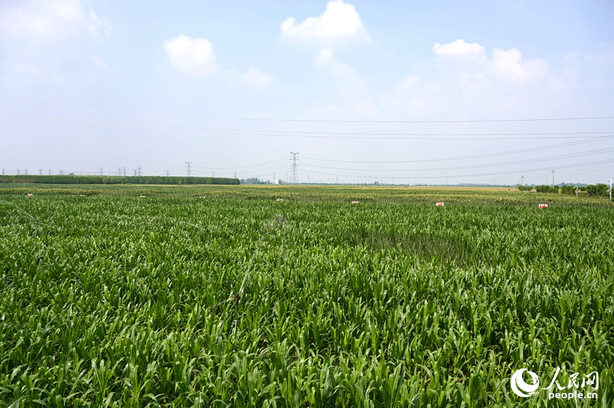 玉米进入扬花期。人民网记者 王玉兴摄