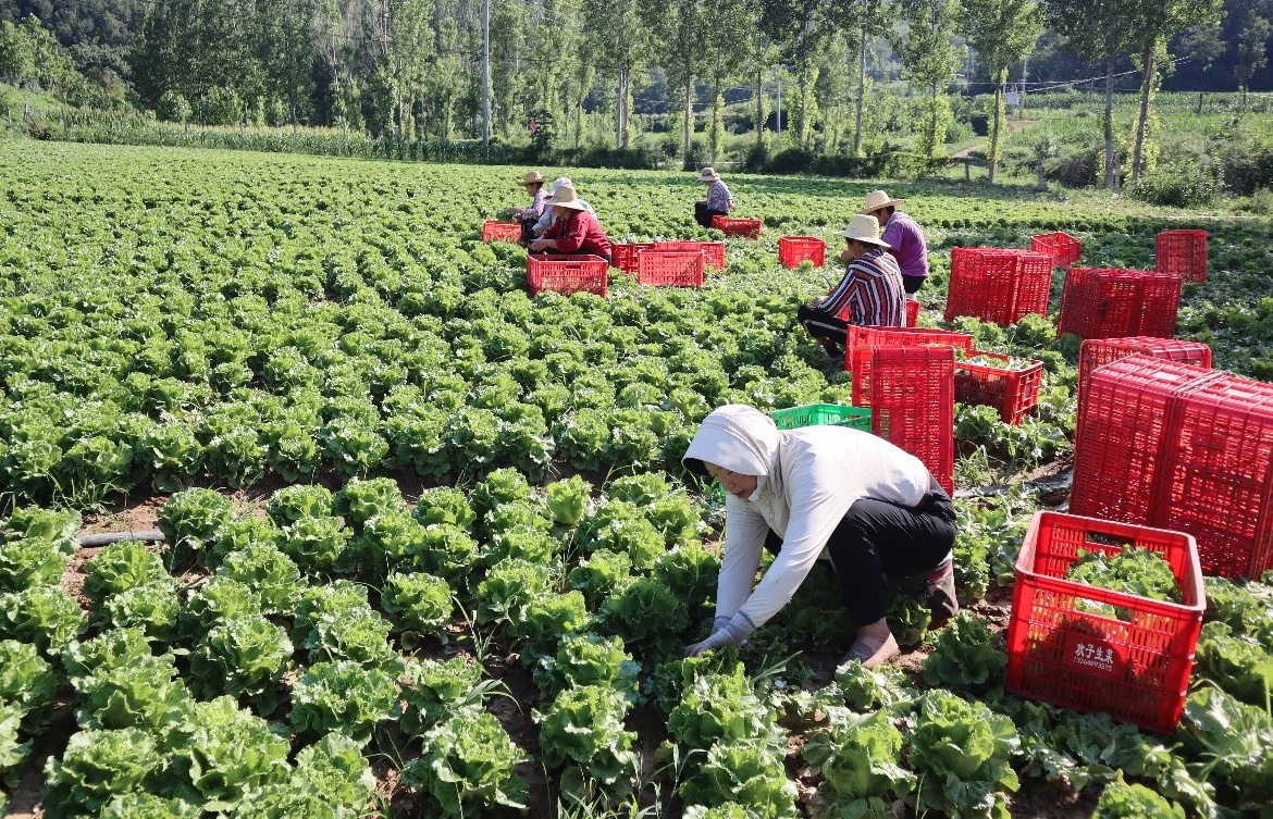 菜农正在收割生菜。刘雅霜摄