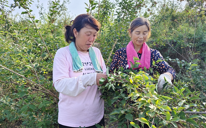 三门峡陕州区：中草药种植铺就乡村振兴路