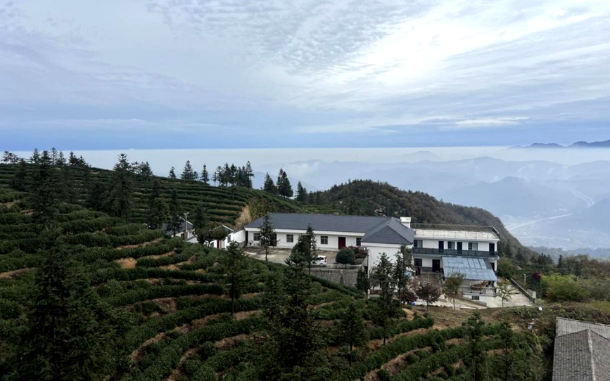 龙华山上茶飘香