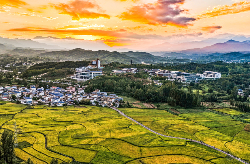 稻田金黄，丰收在望。郭东伟摄