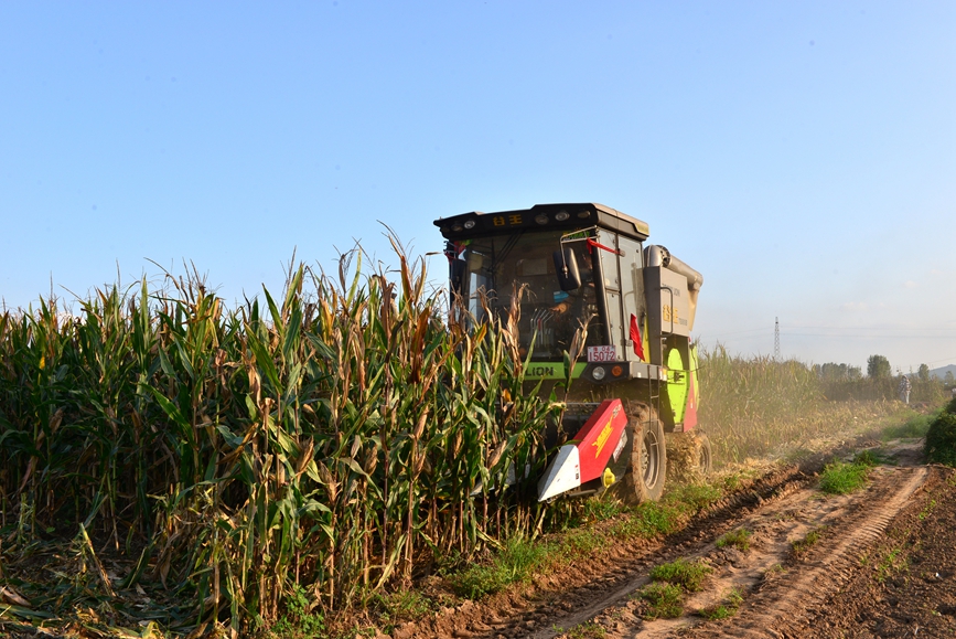 玉米收割机正在农田里作业。宋乐义摄