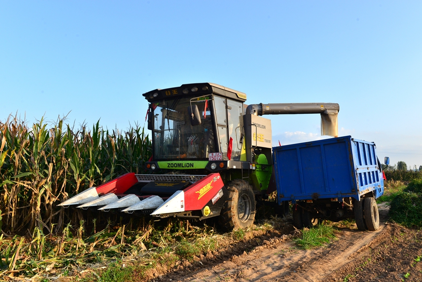 收割机和运输车辆无缝衔接，高效抢收。宋乐义摄